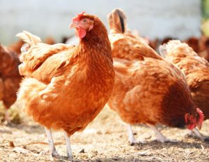 LE PREAU DES POULES